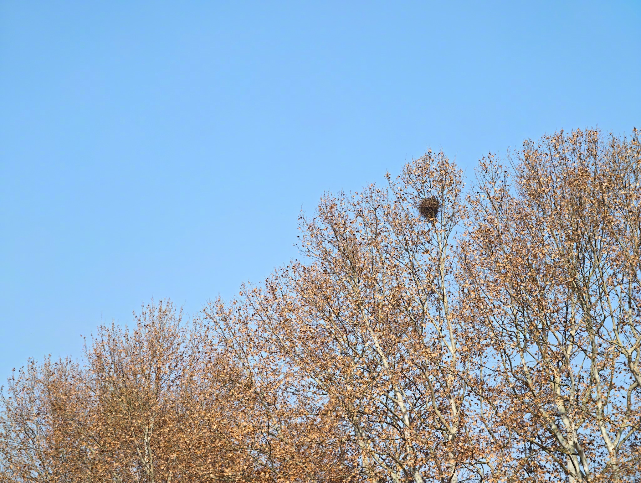 微博率先支持 vivo 旗舰机型 2 亿像素超高清大图，随手拍一张试试。你们看看