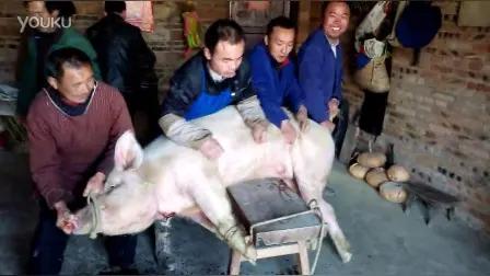 贵州杀年猪遇奇事！肥猪下跪求生 主人心软留命
 
贵州一户村民家准备杀年猪，柴劈