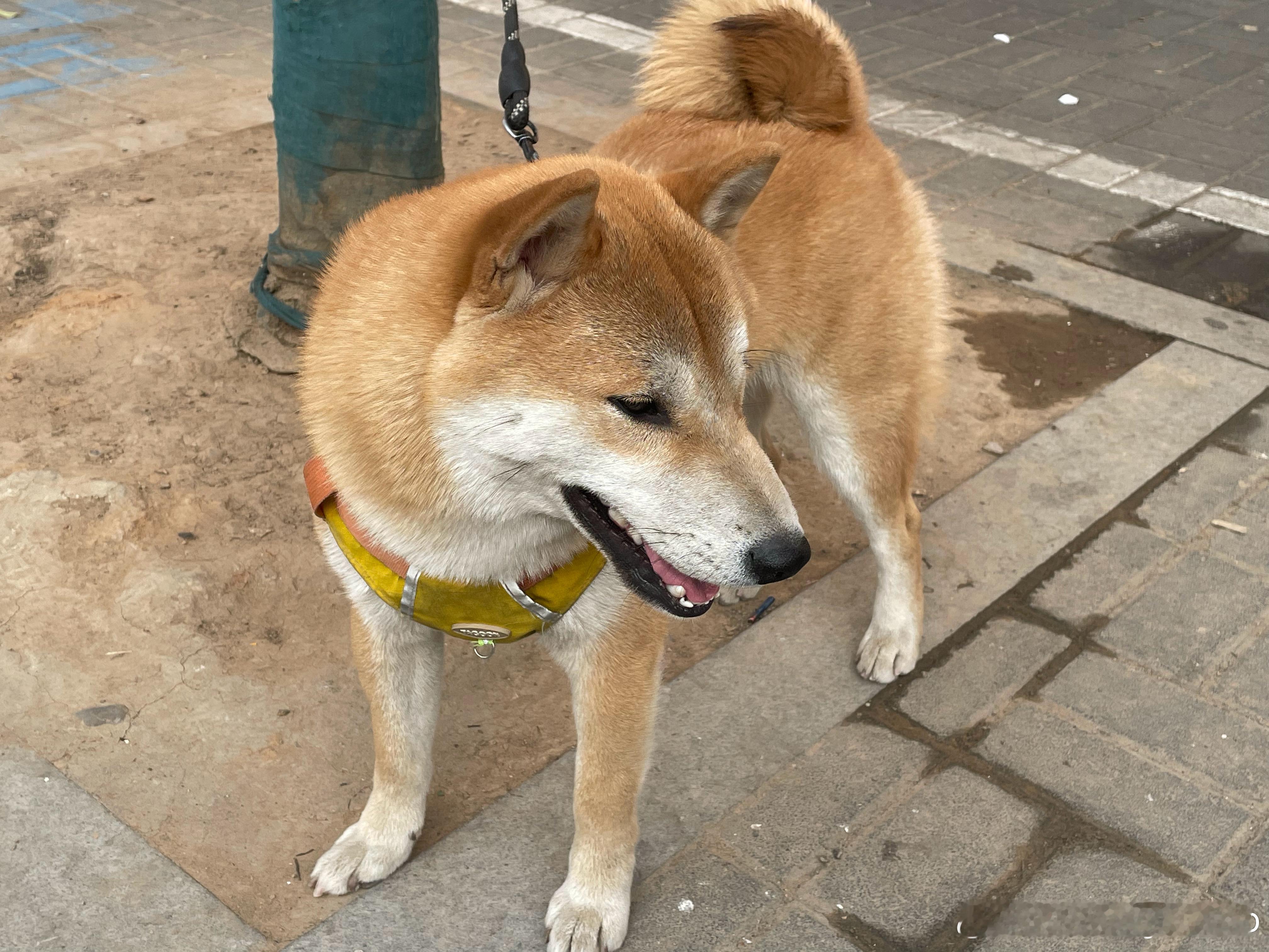 虽然最近现生很多乱七八糟的事，但是有在路上遇到很可爱的小柴🐾 