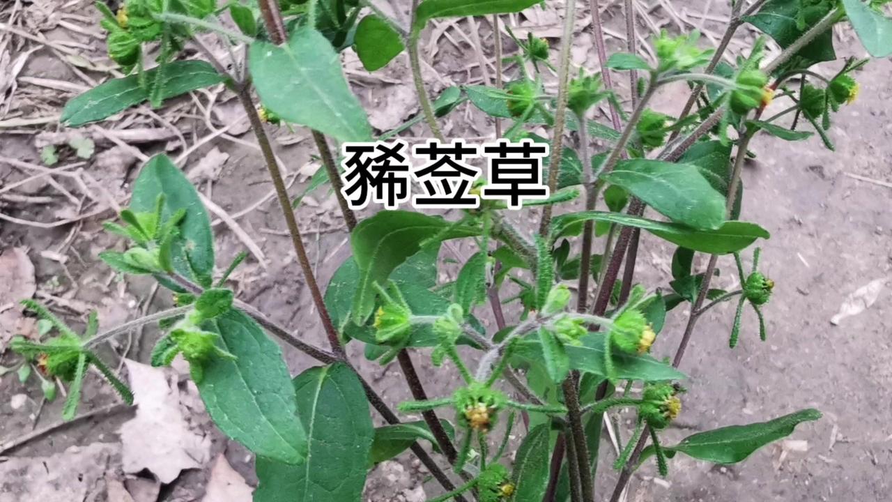 隐藏在山野的神奇草药！在中药界，它可是举足轻重的存在，许多药典药方中都有它的身影