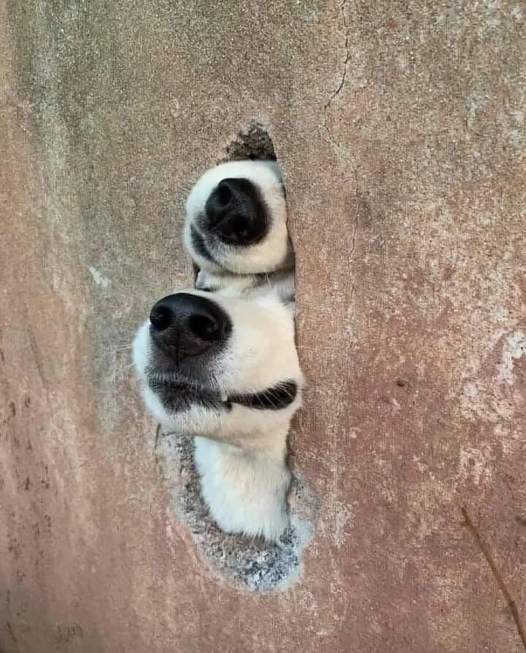 看嘴桶子猜狗