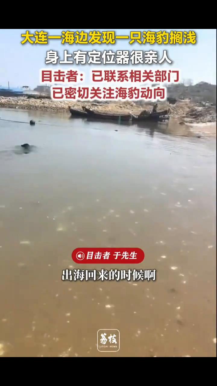 大连一海边发现一只海豹搁浅，身上有定位器很亲人。目击者：已联系相关部门，已密切关