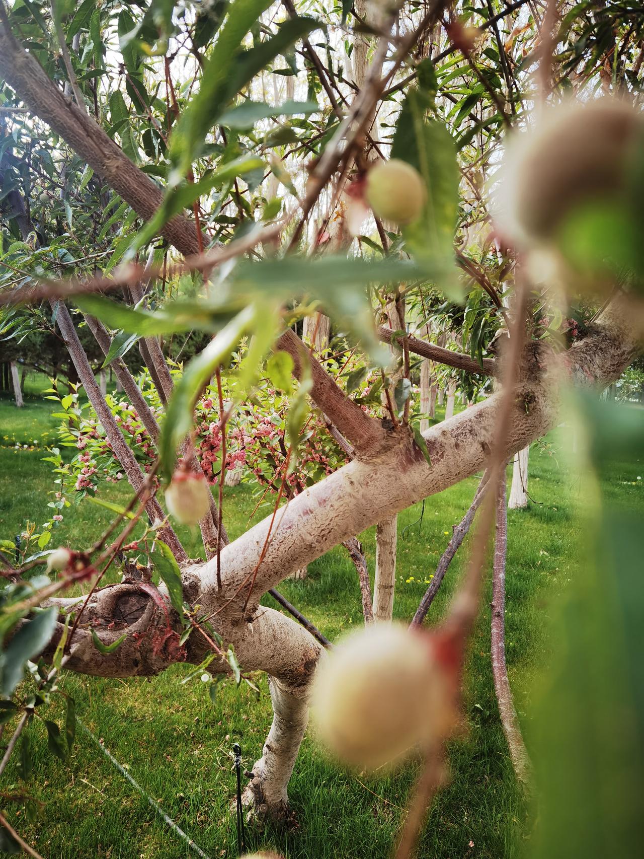 路边有棵树
细看是桃树
花败才几天
毛桃已疯长