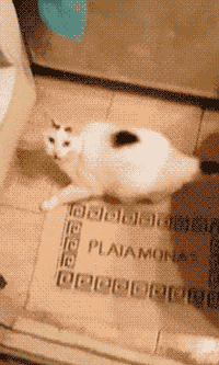 水做的猫猫 