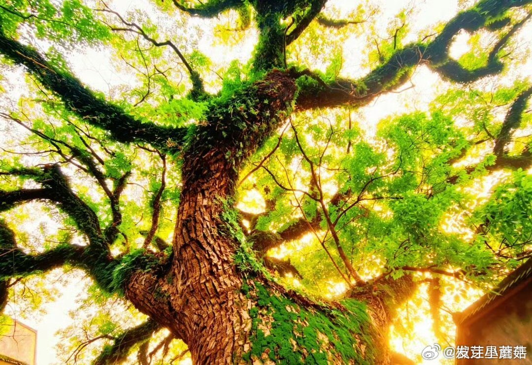 【姚家里古樟树老城区273岁树王见证了台州的变迁 】树高19米，胸围423厘米，