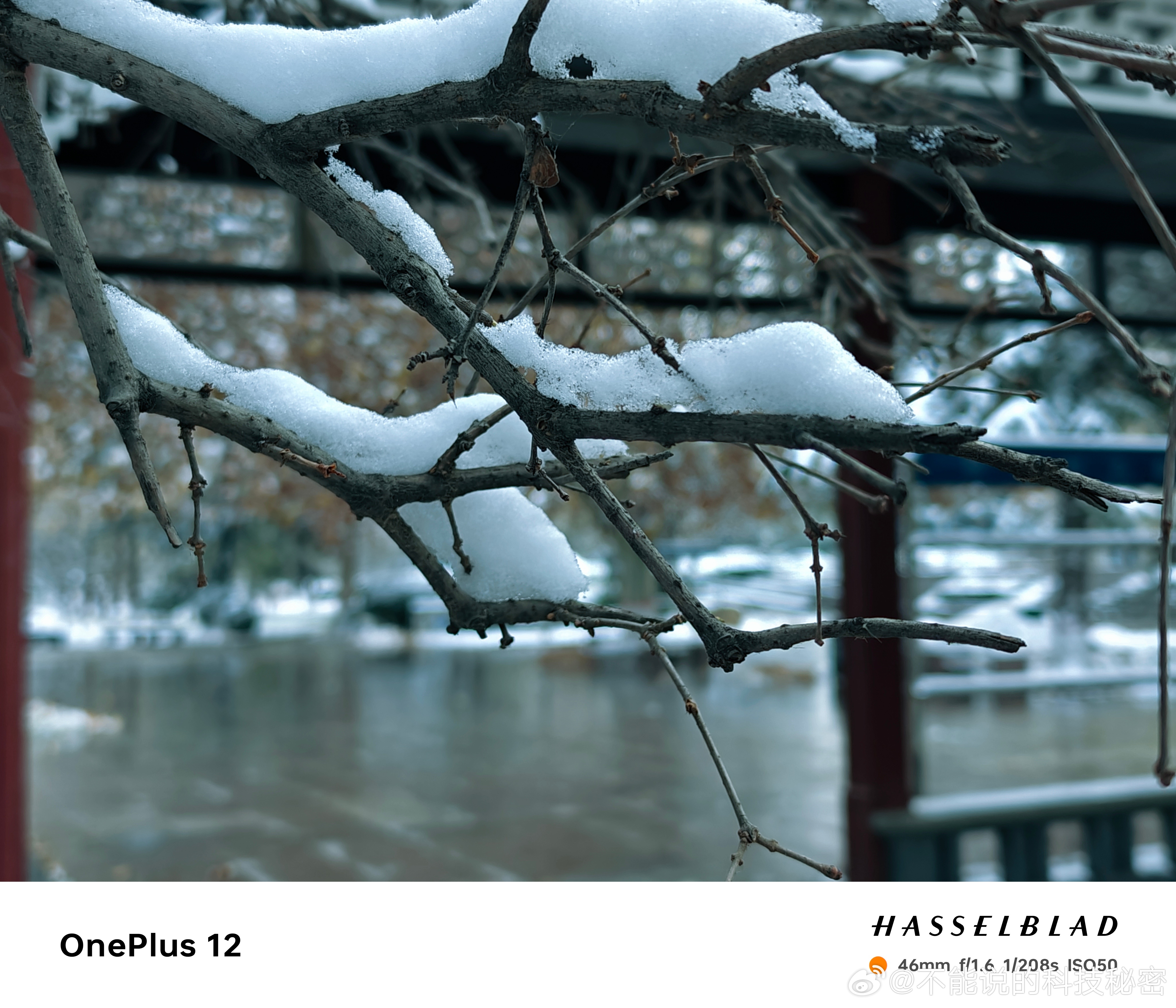 #石家庄的雪花到货了# 树杈，枝头，房檐，冰柱，落叶，这些才是雪的朋友。是他们点