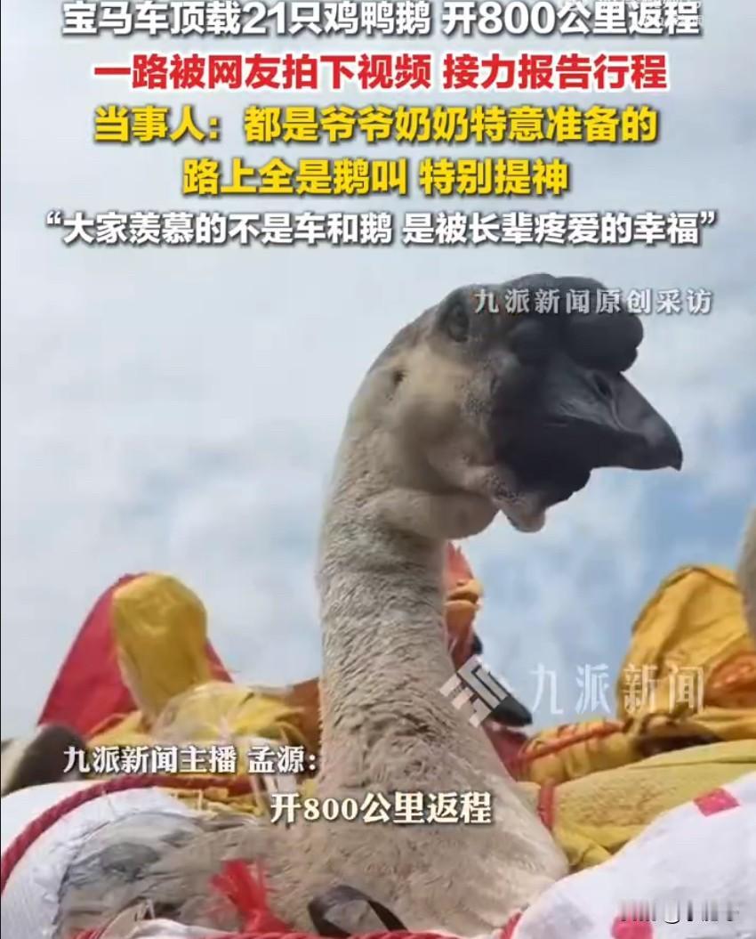 春节返程的车流里，一辆宝马车因为车顶的“特殊行李”火遍全网，不少网友一路跟拍接力