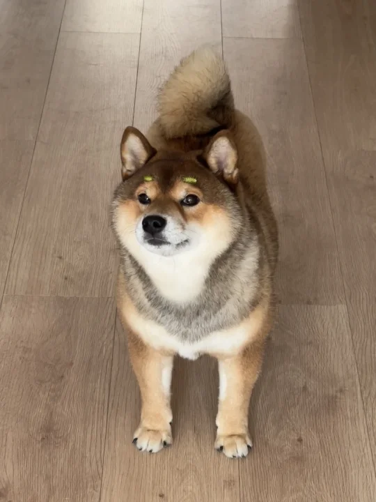 家里人基础，家里狗就不基础