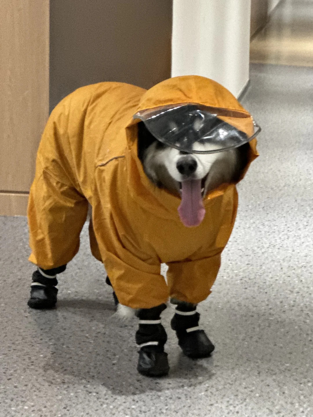 胖墩的雨衣鞋子