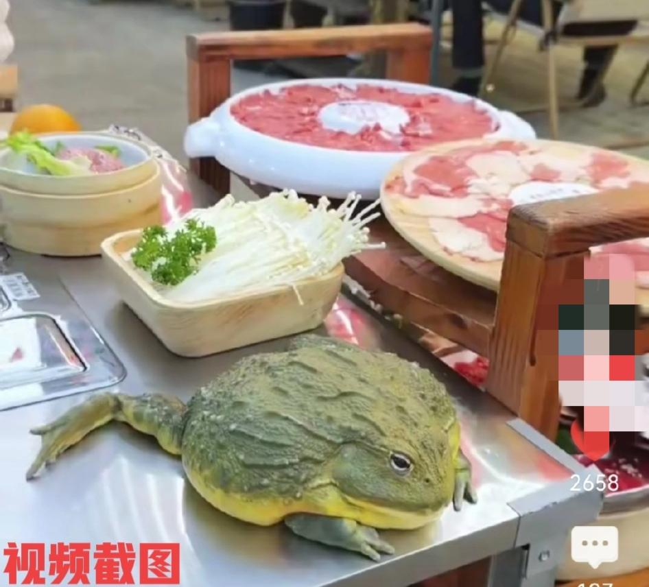 安徽有女子带宠物蛙一起吃火锅。

只是让女子没有想到事，自己钟爱的宠物蛙放在饭桌