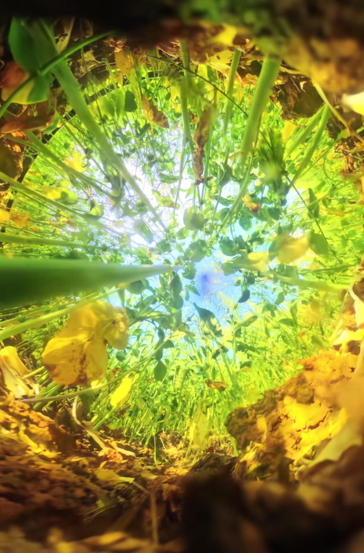 中午太阳晒在身上，暖洋洋的，连风都软乎乎的。推着婴儿车带娃出门遛弯，路边的柳芽冒