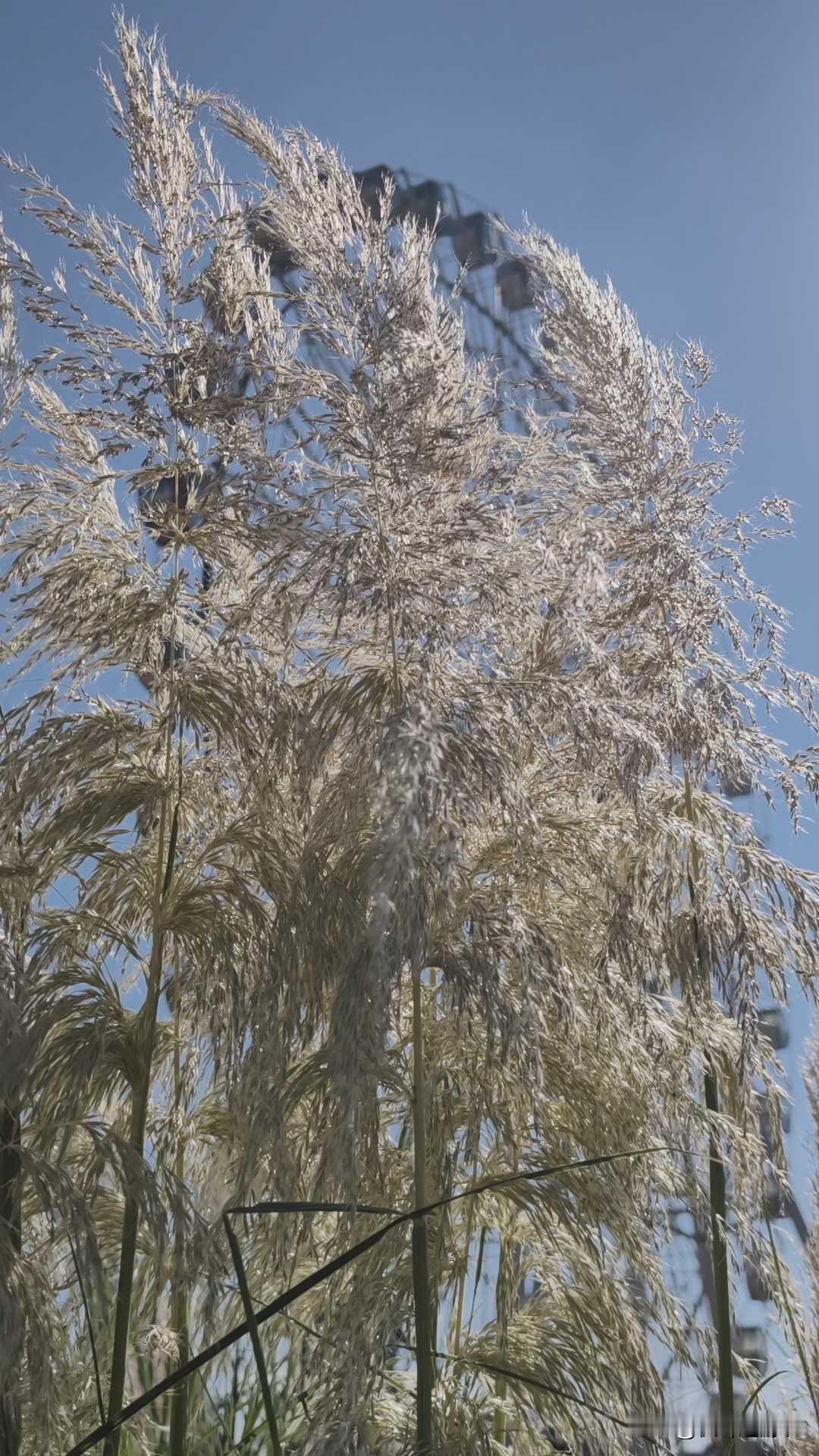 黄水大剧院旁，一片芦苇迎风飘扬，美轮美奂，迎来不少游客拍照打卡！