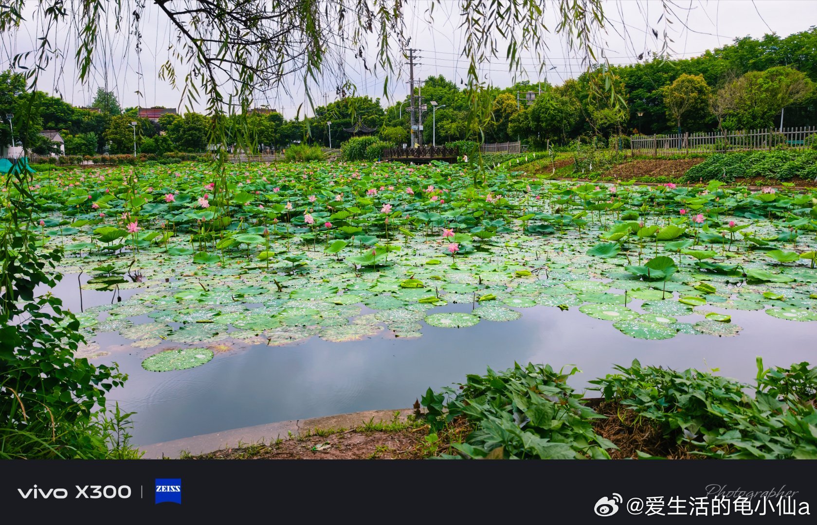 哦荷塘的花盛期来了又漂亮了午休时间忍不住又来转转啦随手拍vivo
