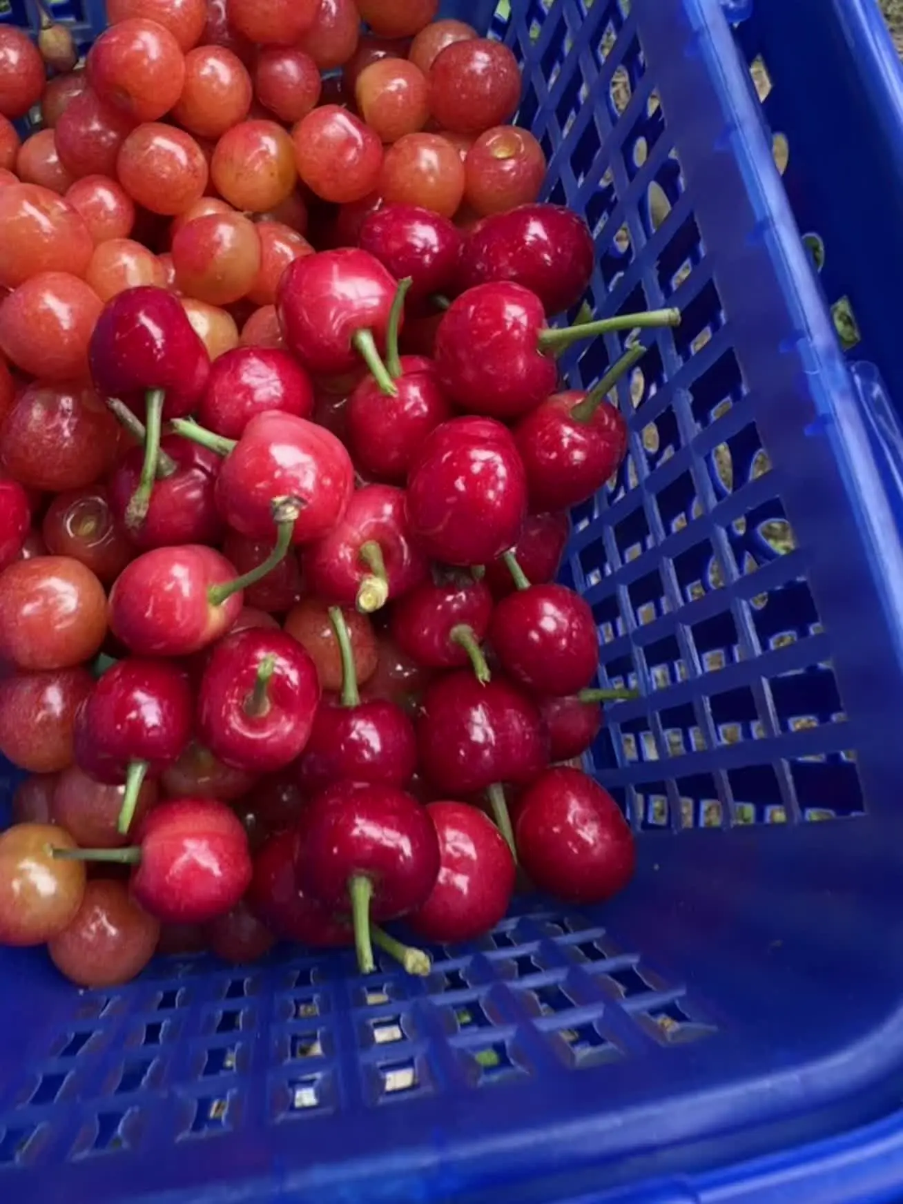 樱桃🍒 樱桃🍒
