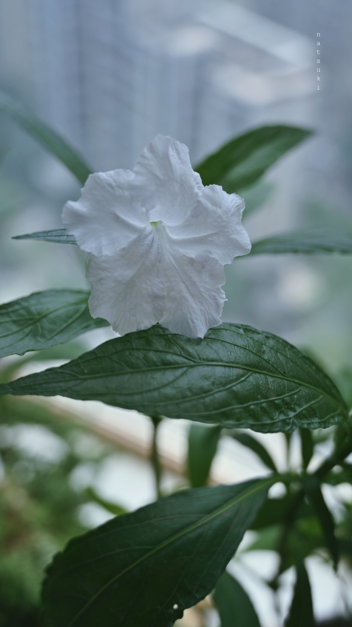 焦虑归焦虑，它想开了～