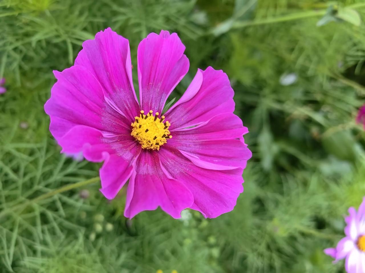 格桑花儿开！#随拍美丽的花儿# #随手拍漂亮野花# #手机随手拍秋花# #秋日绽