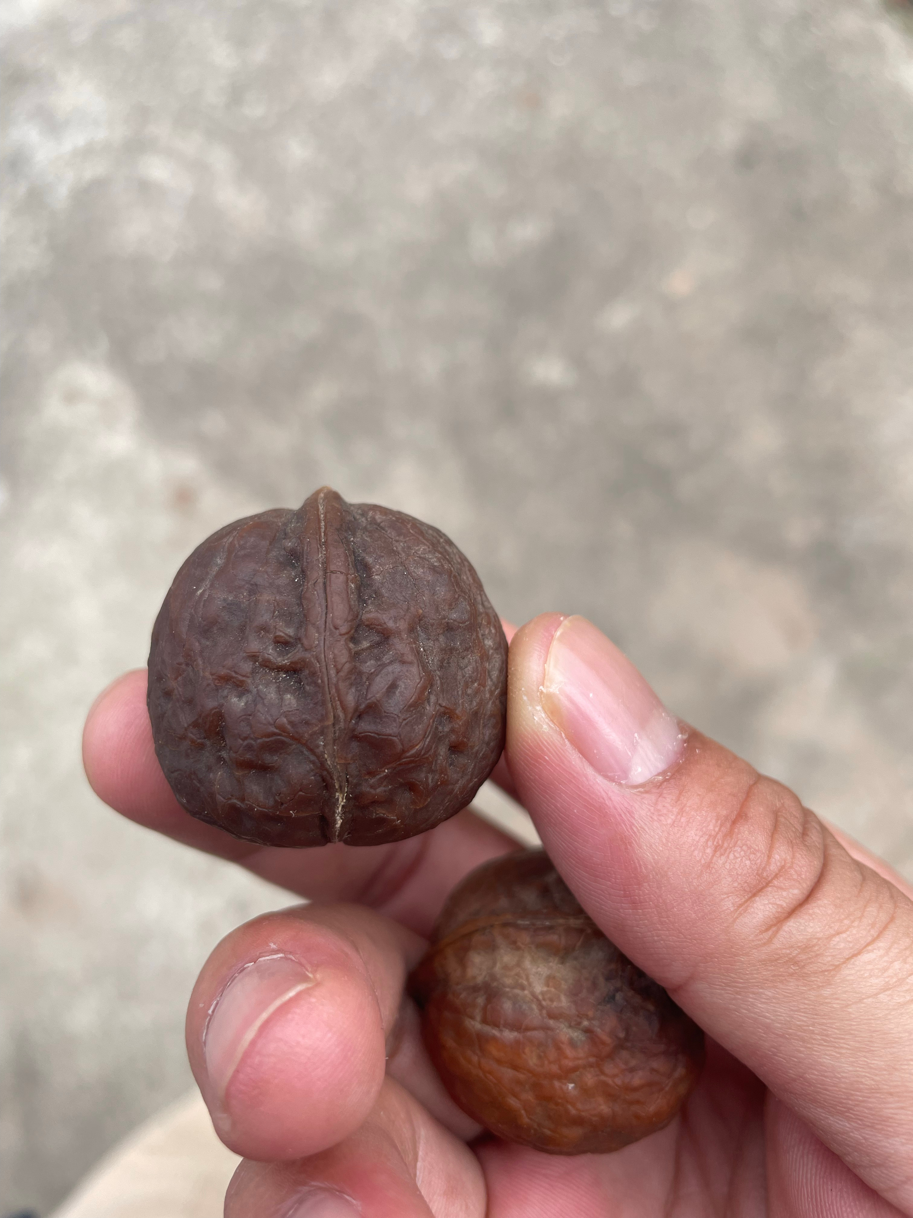 带娃溜达，在路上捡到两颗核桃，虽然是吃的核桃，但是我看它这颜色不错，就捡来玩了[