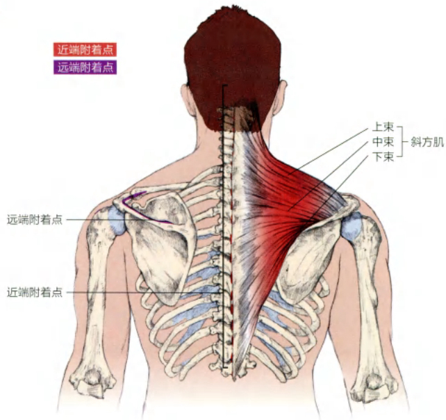肌骨解读【斜方肌】很多人一感觉肩膀紧、脖子酸，第一反应就是：“我的斜方肌太发达了