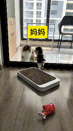 看到这个视频，俺笑得直拍大腿！这小猫咪对着玻璃里的猫妈妈急得直扒，爪子挠来挠去，
