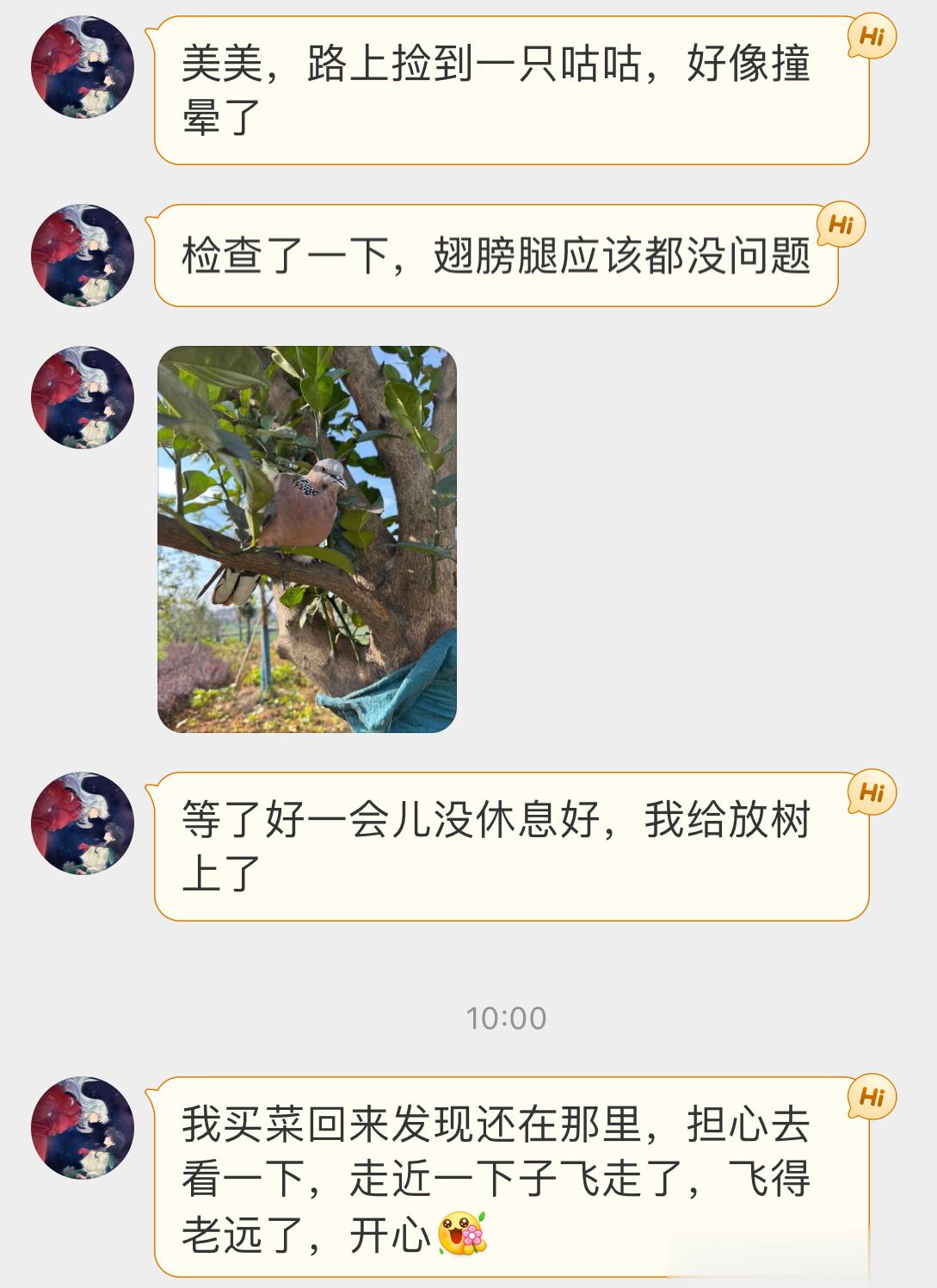 #鸟粉投稿# 马路上捡到一只【珠颈斑鸠】估计被车辆撞到了，休息会终于飞走啦～ ​