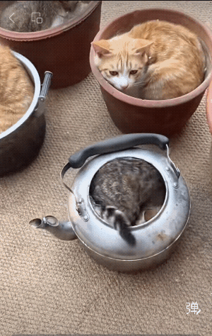 家里瓶瓶罐罐啊，全拿来养猫猫了！[捂脸]