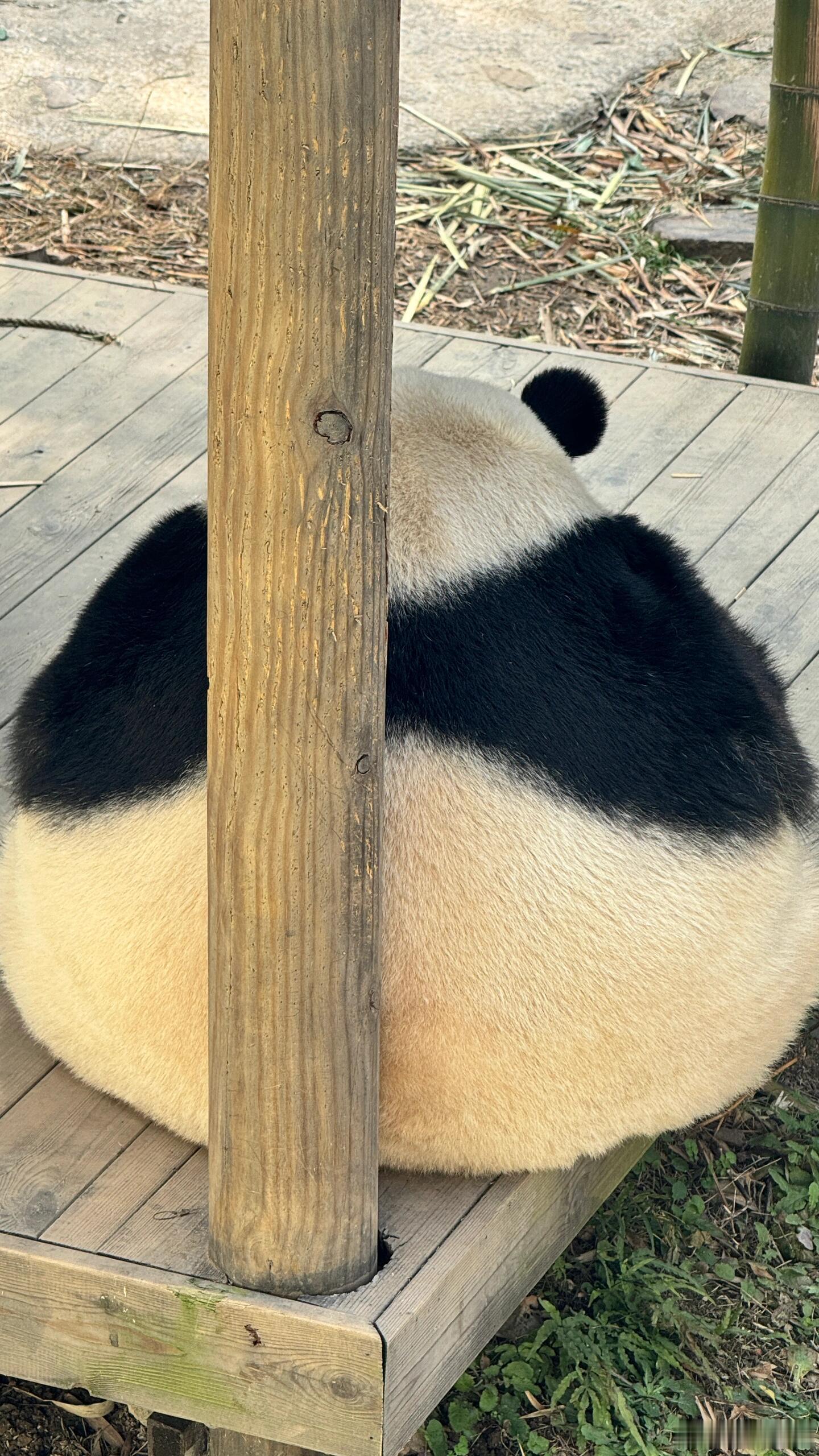 不是，这柱子怎么这么细啊，显得我们华腻腻都有点宽了说……   腻腻：看我给ee们