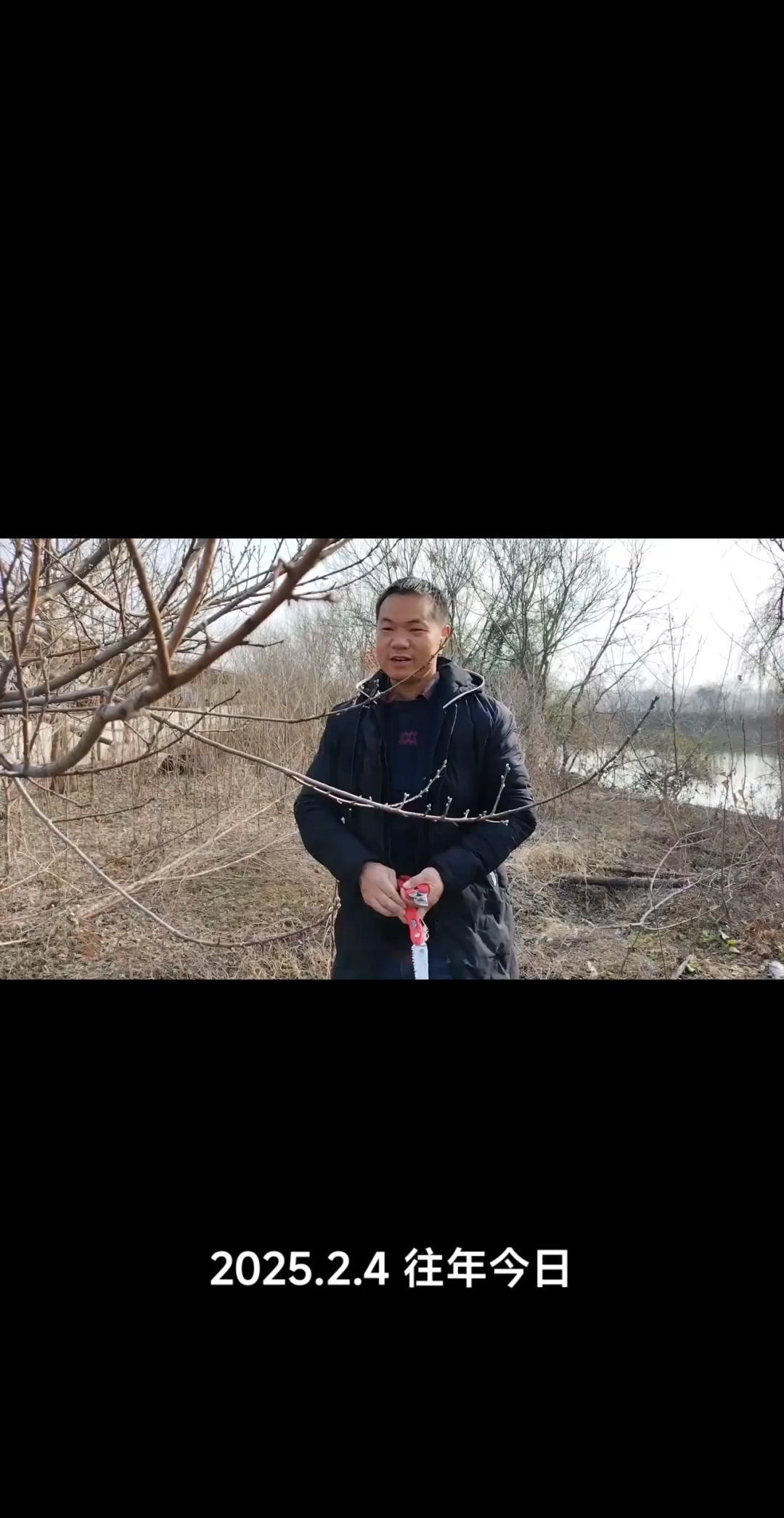 🌳成年桃树没修剪过？树形高大、上下失衡？教你3步把高度降下来，操作方便还能多结