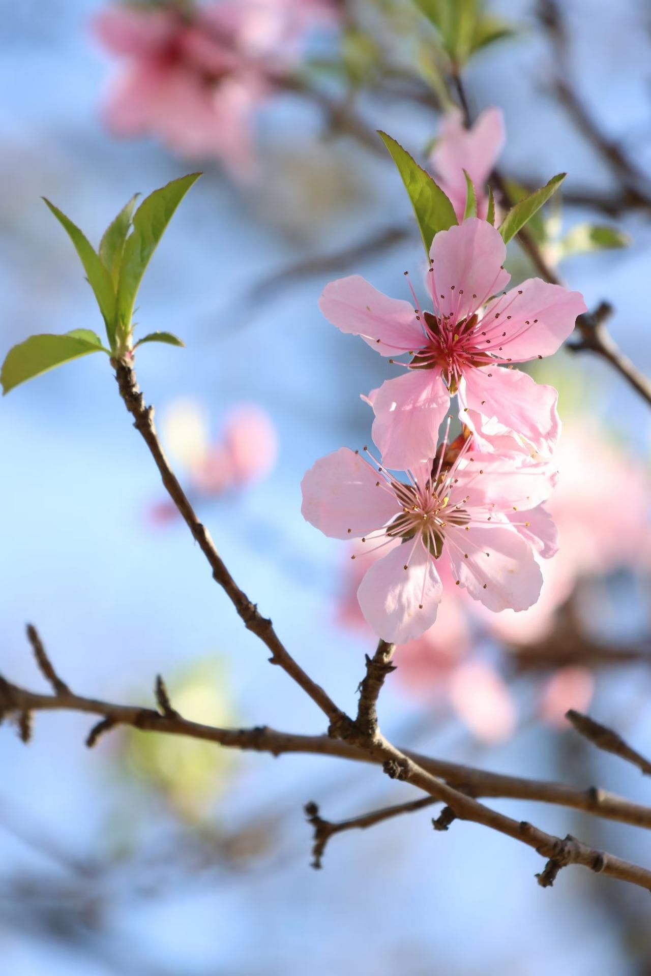 桃夭晴暖，胭脂轻染，东风一顾，便占尽人间春色。

桃花开时，春便有了最动人的模样