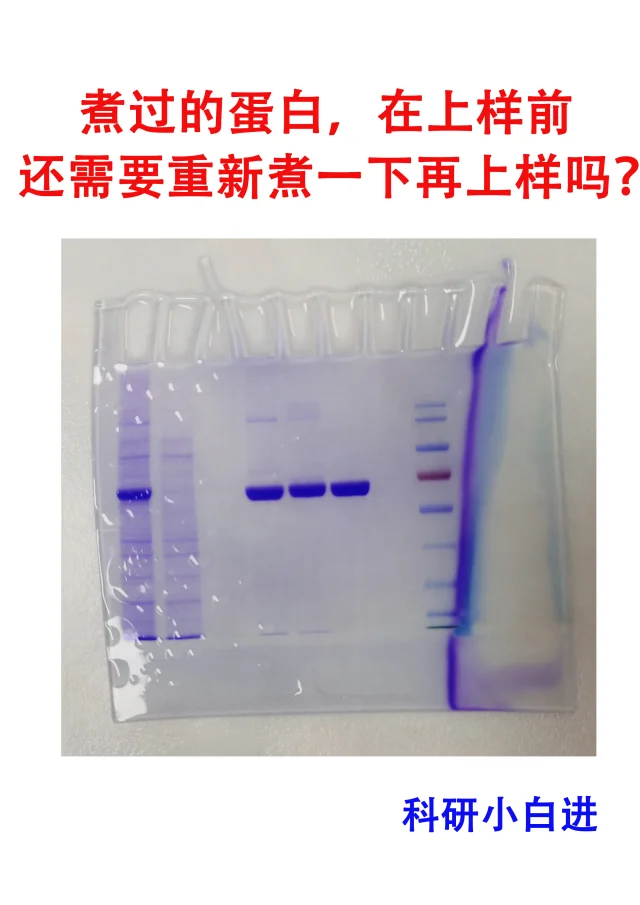 🔥煮过的蛋白，SDS上样前还需要重新煮吗？