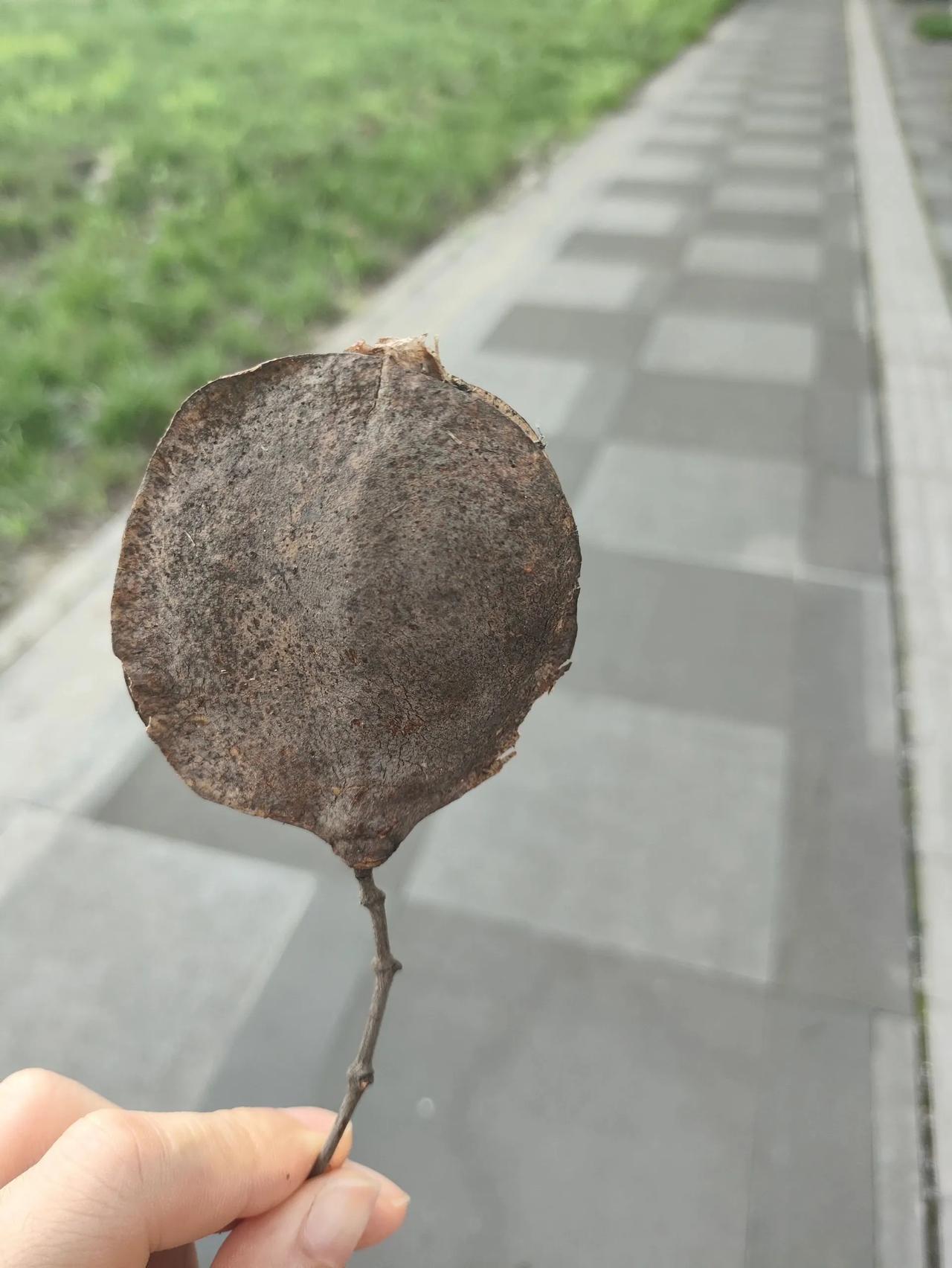 有谁知道这是什么植物的果实么？
下班路上捡到的，看着还挺有意思的