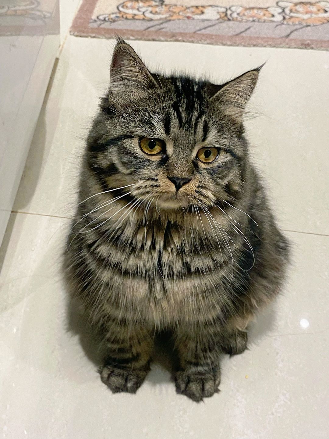 我给你的那根猫条 你给它们了？