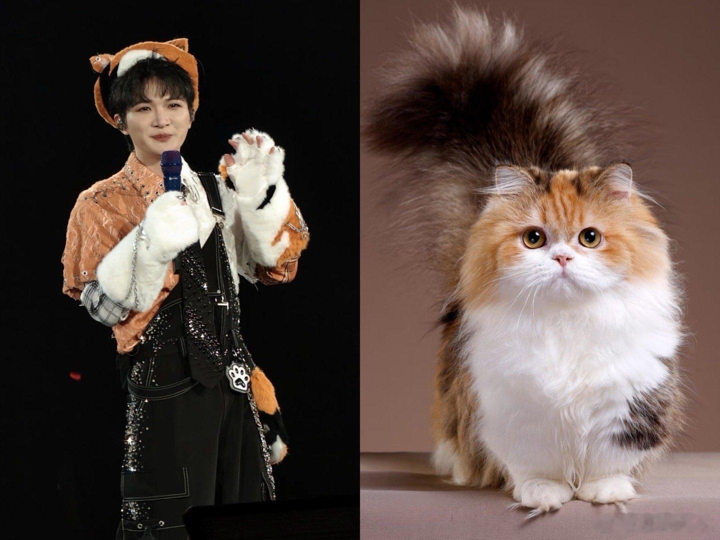 又是被猫猫治愈的一天…… 猫猫实锤粥森，我真的害怕你到深圳cos广州大蟑螂