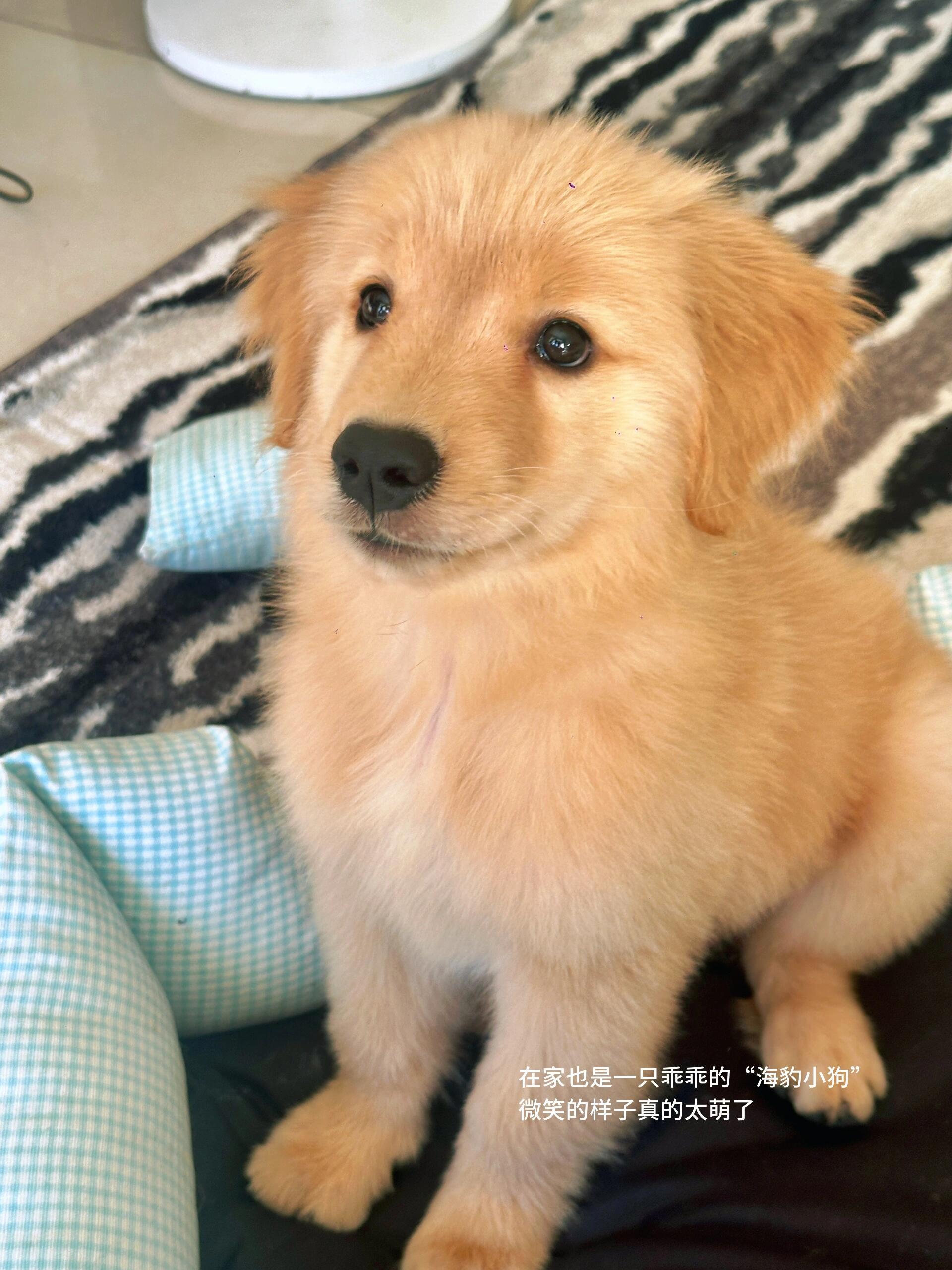 在狗身上看到了主人的身影原来默契藏在细节里，小狗举手投足之间，总能找到属于主人的