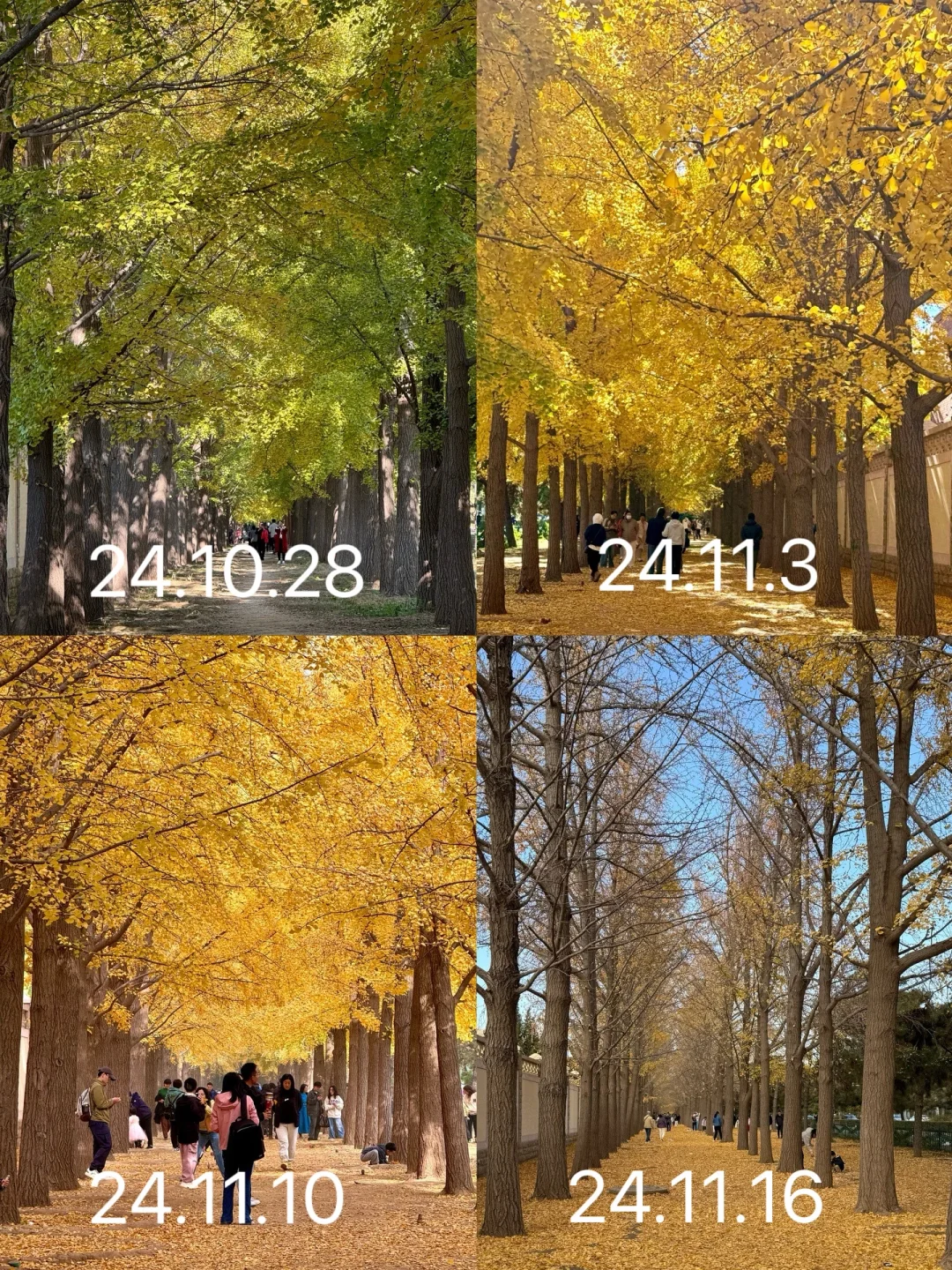 10.21实况，北京赏秋王者：钓鱼台银杏大道