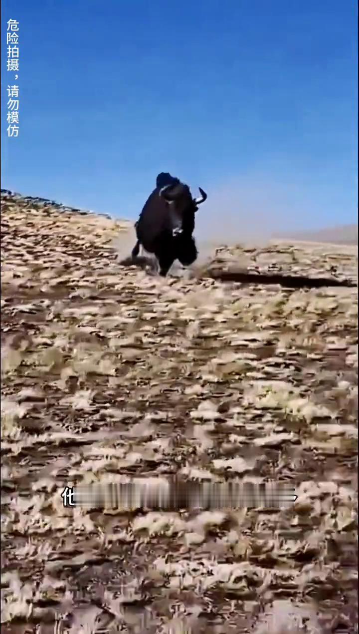 当你看到北美野牛从高处摔下来，千万要憋住不能笑，因为它会一直盯着你，仿佛是在提醒