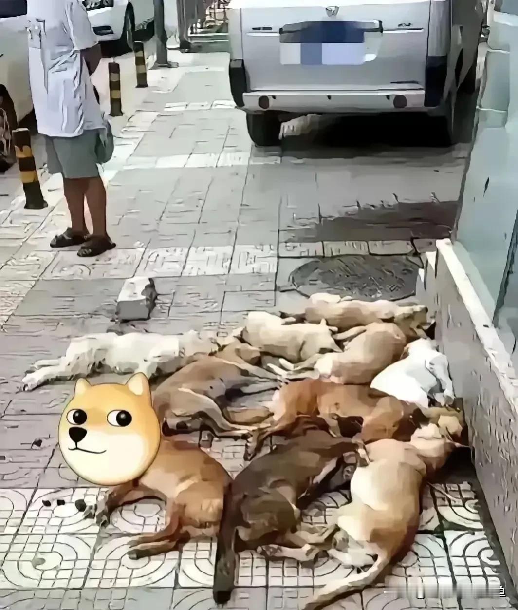 在这个宁静的小区，一个决定引发了激烈的讨论。保安队长，一个脾气火爆的人，面对流浪