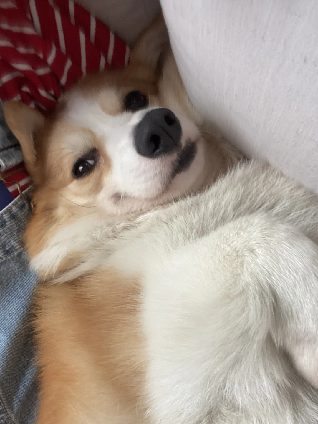 快看啊陪我睡觉的小猪🐷