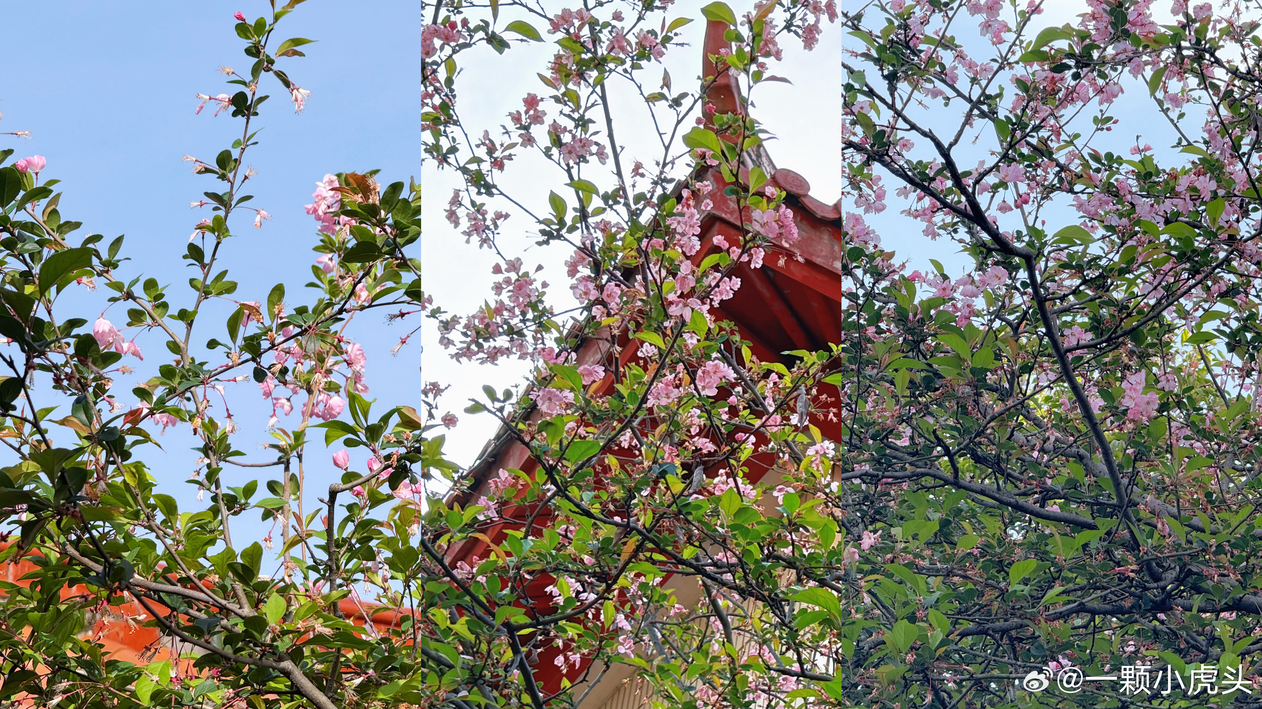 丁禹兮又海棠脑了路过随一句兮棠99天下游戏很好看哦，丁禹兮演技稳的很！丁禹兮拍海