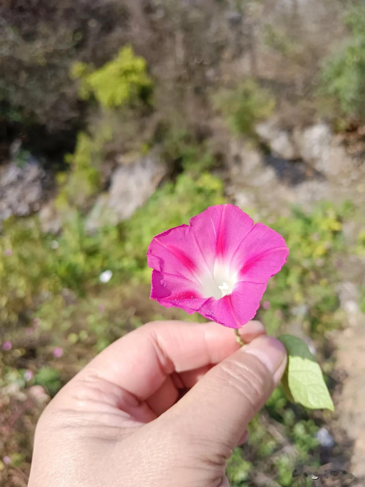 这张照片巧妙地虚化了背景，从而突出了小花，在我看来，整体效果还挺不错的