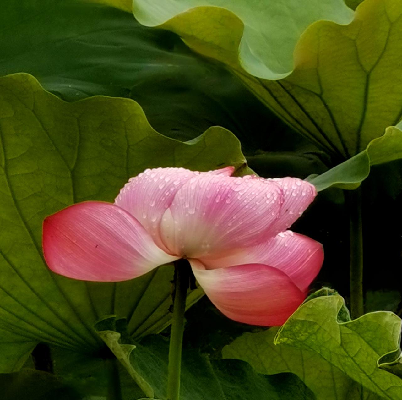 2026年6月18日雨后拍摄带水珠儿的荷花（3）。 洋泾湖 手机摄影荷池随拍 带