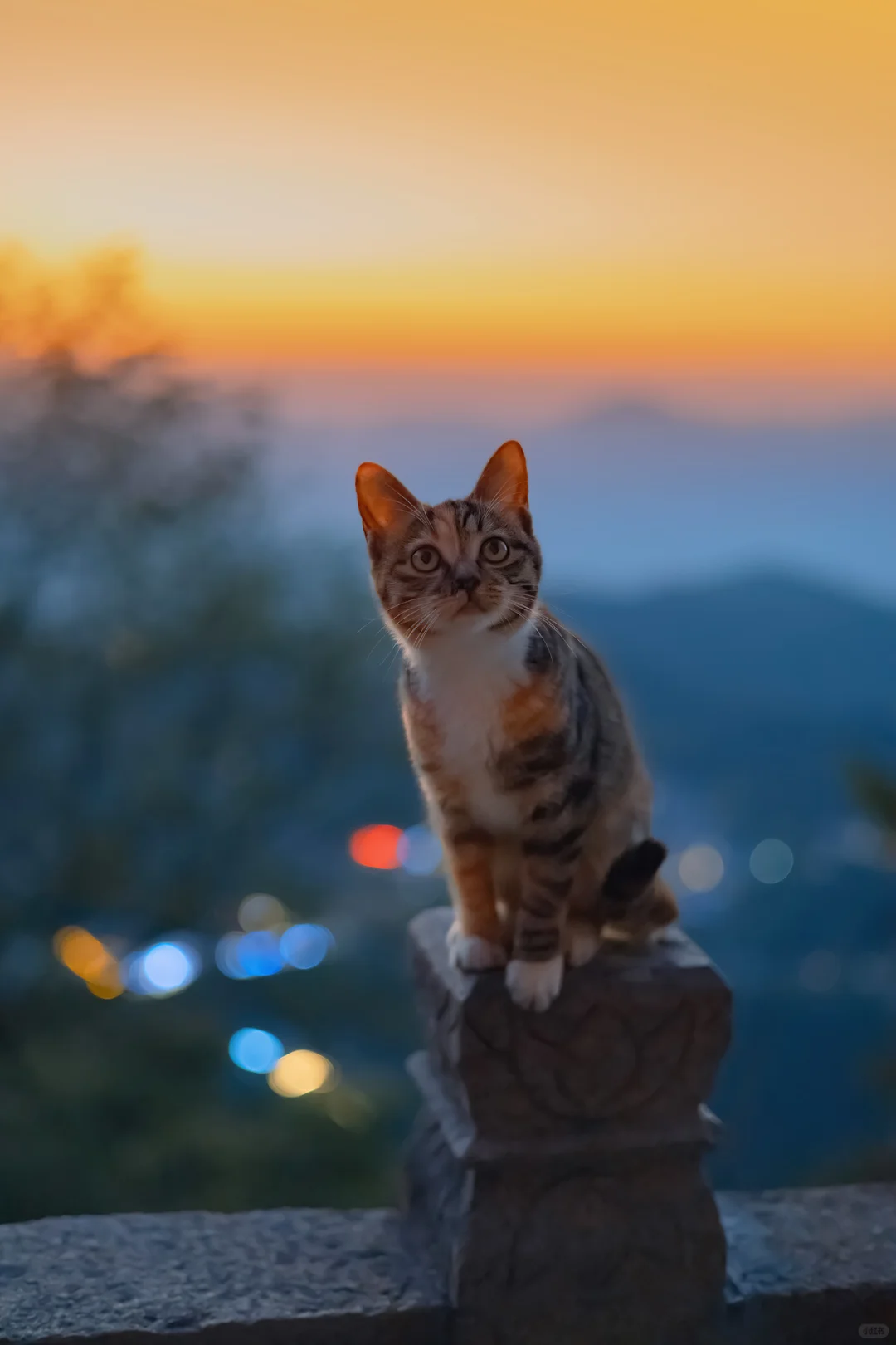 重阳登高，发一组山上的猫
