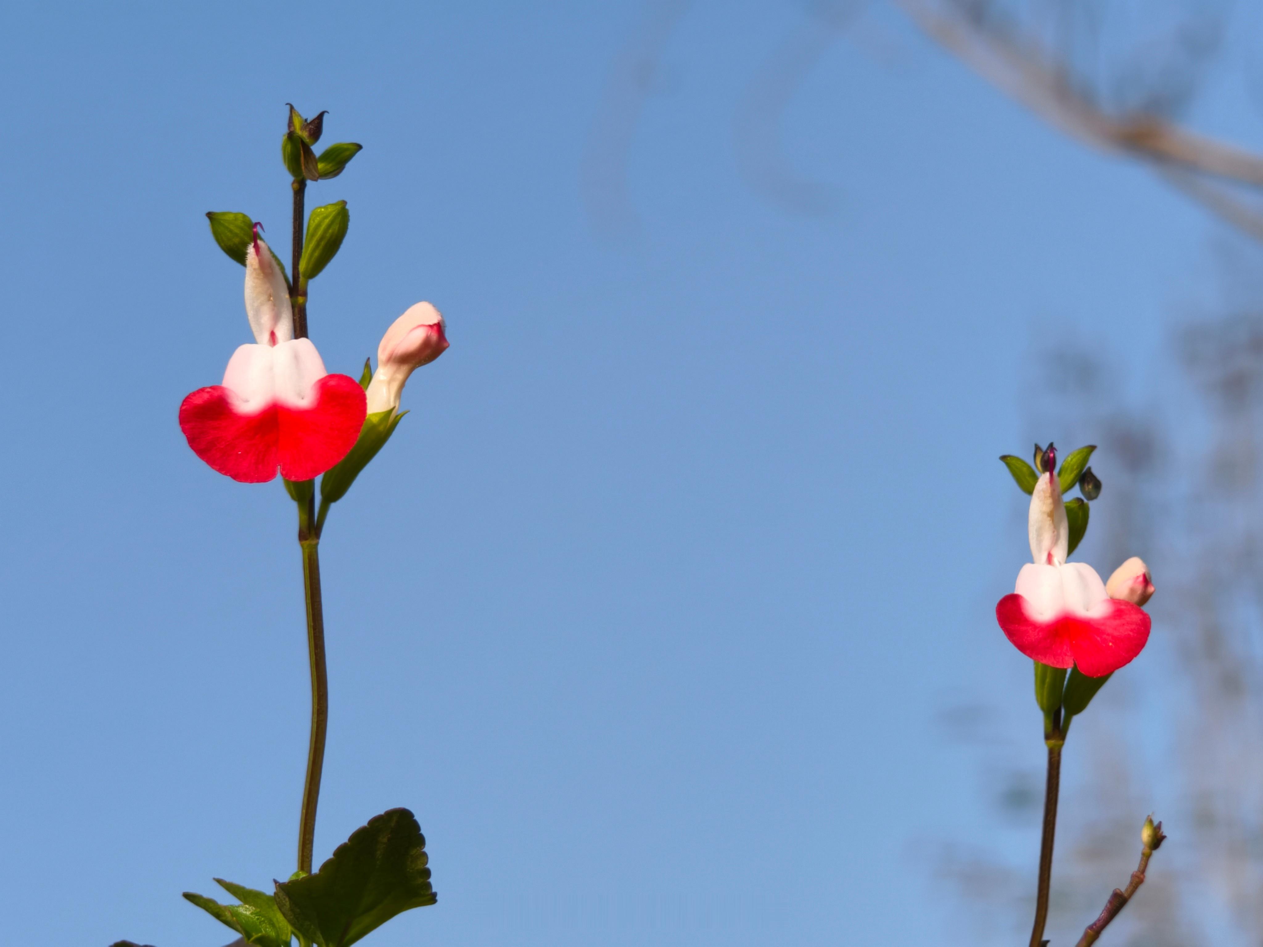 vivo X300新鲜上手，快速了解一款产品最好的办法就是立马用上，随手拍了一些