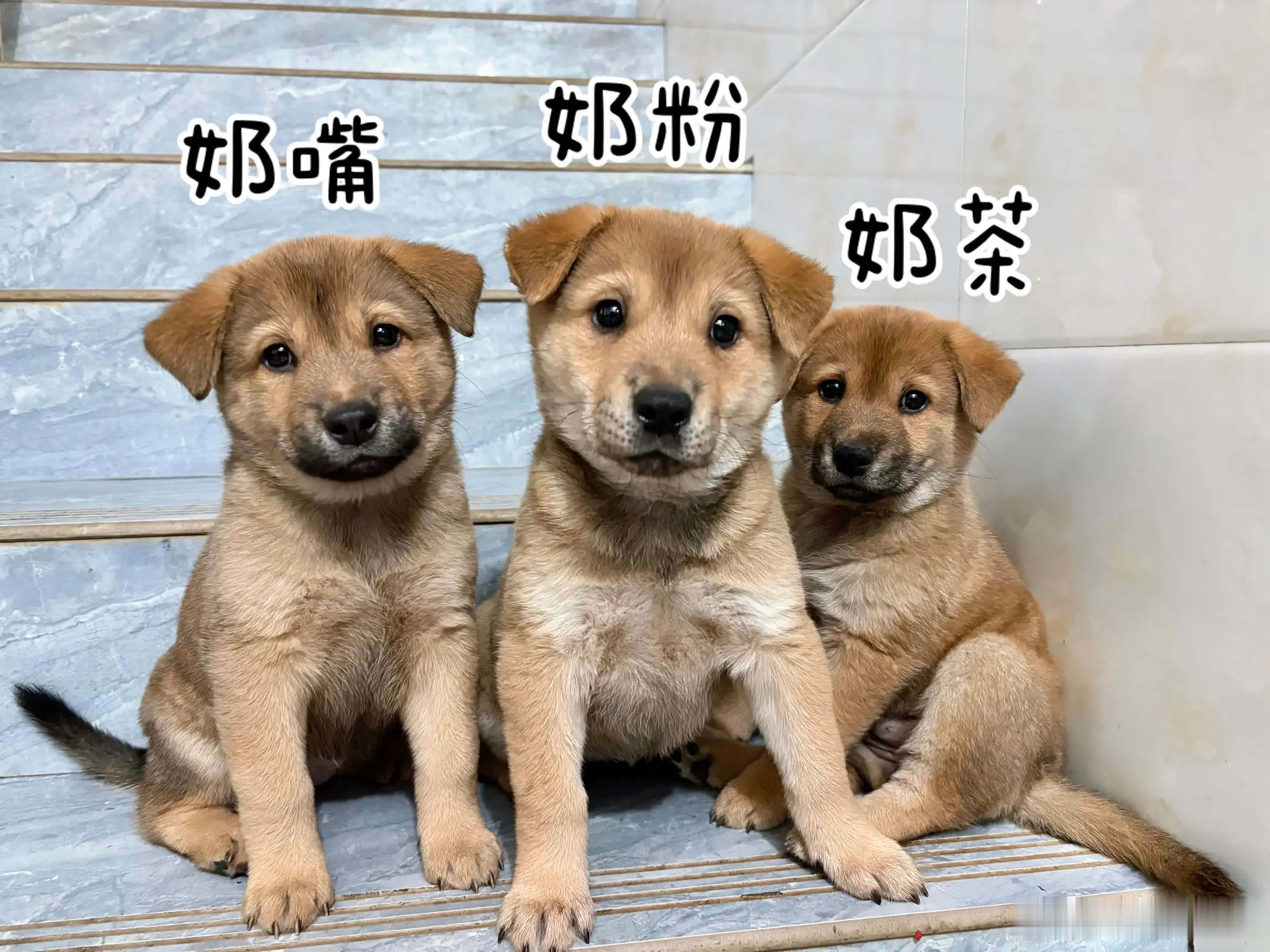 回复 名字取好，过几天要到新家，我永远还是你们的小姥姥，小姥姥会带奶瓶去看你们萌