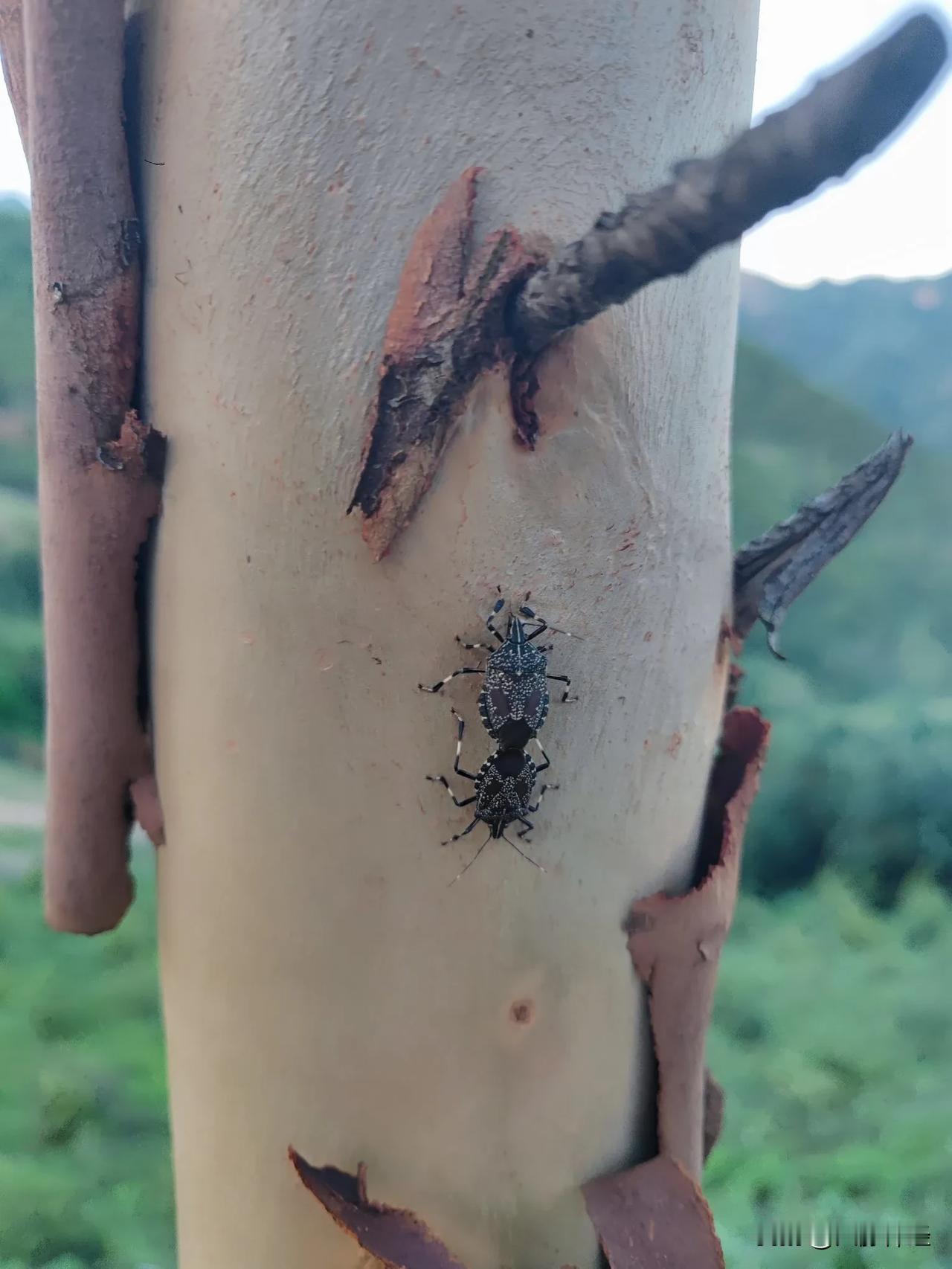 带外甥溜达，突然看见这玩意，让后问我它们在干嘛，一时间不懂怎么回答他，只能说可能