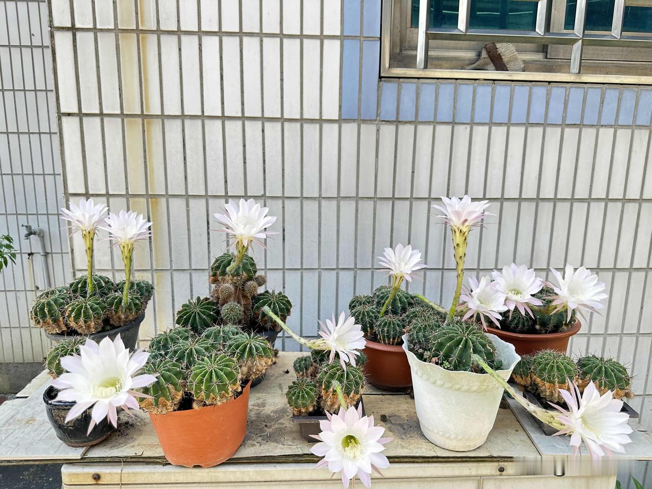 平日里不用费心打理，静静扎根生长，待到花期，便如约奉上满院芬芳。平凡的绿植，总能