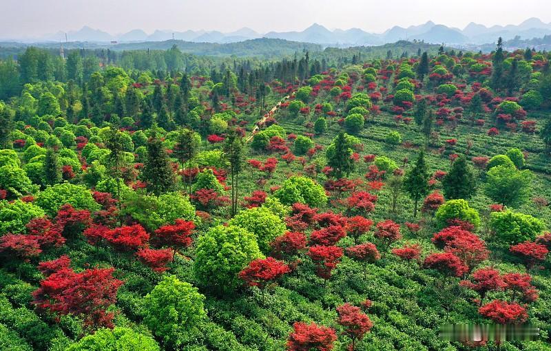 上联:绿叶层层美;
下联:红花朵朵鲜。
