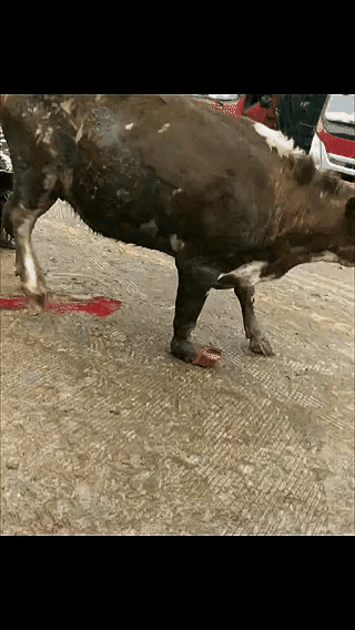 太残忍了，第一看到牛断蹄。
这有多痛，边走边甩蹄子。
牛的命运，耕耘一辈子，最后