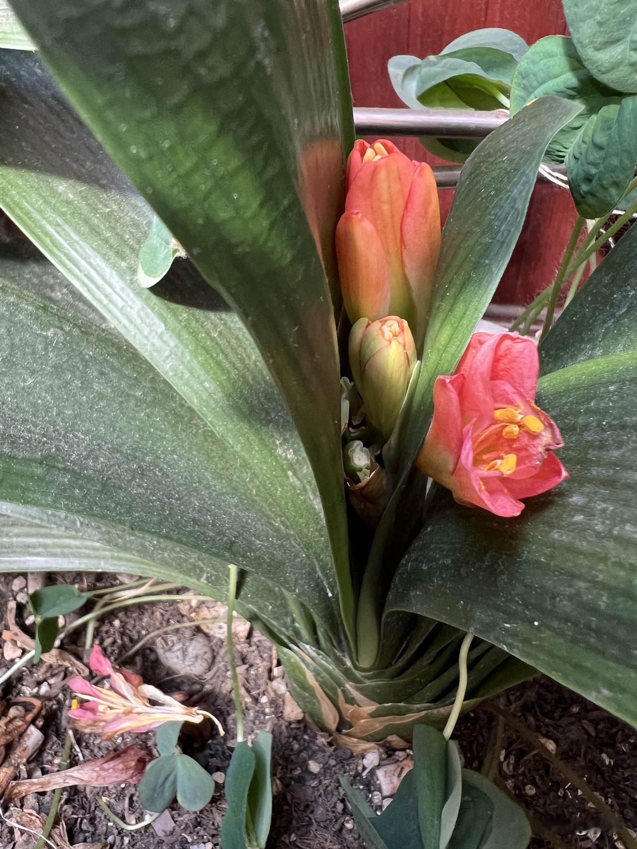 我家君子兰在盛夏开花，这情况我养了五十多年花还是头一回见！正常花期在元旦和春节，