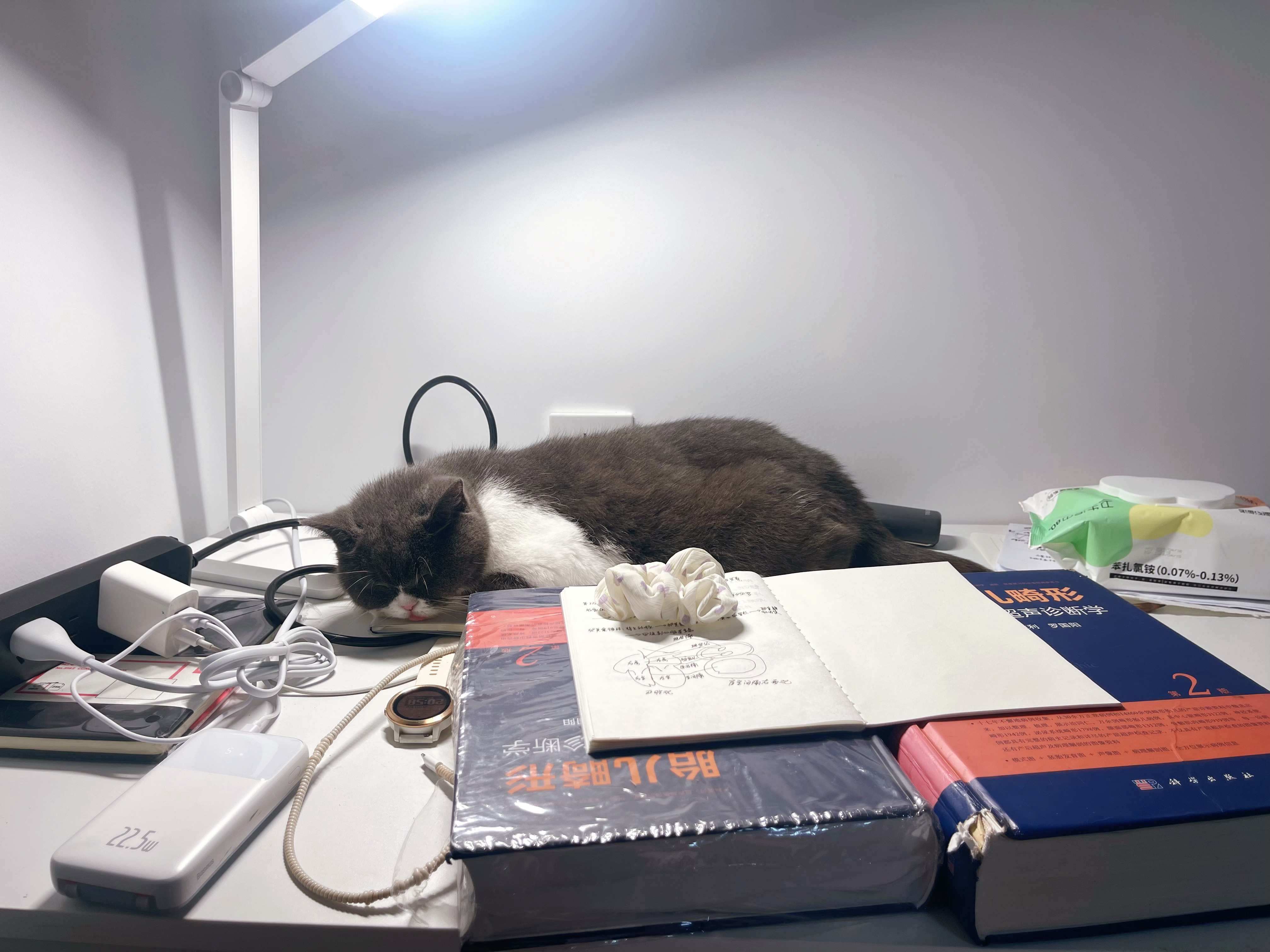 小猫都困了，洗漱睡觉吧，不学了 