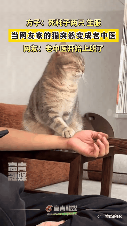 今日份神医坐诊实录
喵大夫：你这脉，得用罐罐治
药方：死耗子两只，生服（bush